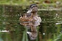 BUITEN BEELD Foto: 194078