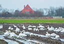 BUITEN BEELD Foto: 194315