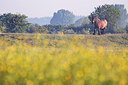 BUITEN BEELD Foto: 194651