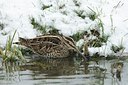 BUITEN BEELD Foto: 194654
