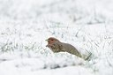 BUITEN BEELD Foto: 194664