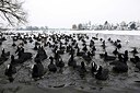 BUITEN BEELD Foto: 194878