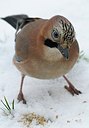 BUITEN BEELD Foto: 195030