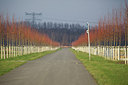 BUITEN BEELD Foto: 195060