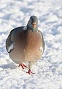BUITEN BEELD Foto: 195337