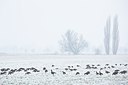 BUITEN BEELD Foto: 195520