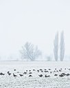 BUITEN BEELD Foto: 195521
