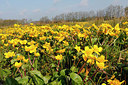 BUITEN BEELD Foto: 195551