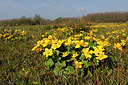 BUITEN BEELD Foto: 195554