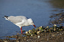 BUITEN BEELD Foto: 195723