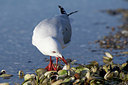 BUITEN BEELD Foto: 195726