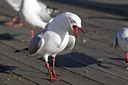 BUITEN BEELD Foto: 195749