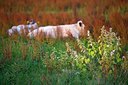 BUITEN BEELD Foto: 195778