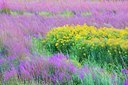BUITEN BEELD Foto: 195785
