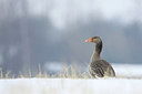 BUITEN BEELD Foto: 195824