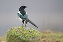 BUITEN BEELD Foto: 195834