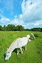 BUITEN BEELD Foto: 195860