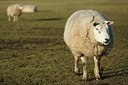 BUITEN BEELD Foto: 196379