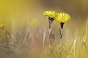 BUITEN BEELD Foto: 197147