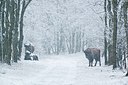 BUITEN BEELD Foto: 197162