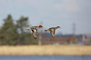 BUITEN BEELD Foto: 197270