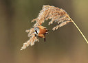 BUITEN BEELD Foto: 197330