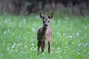 BUITEN BEELD Foto: 197615