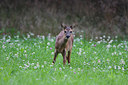 BUITEN BEELD Foto: 197616