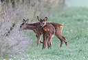 BUITEN BEELD Foto: 197648