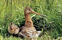 BUITEN BEELD Foto: 197720