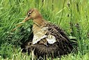 BUITEN BEELD Foto: 197723