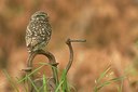 BUITEN BEELD Foto: 197733