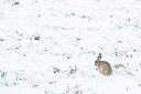 BUITEN BEELD Foto: 198218