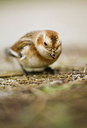BUITEN BEELD Foto: 198320