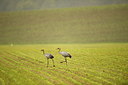 BUITEN BEELD Foto: 198328