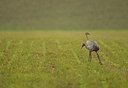 BUITEN BEELD Foto: 198330