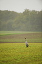 BUITEN BEELD Foto: 198332