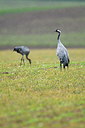 BUITEN BEELD Foto: 198335