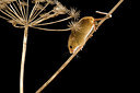 BUITEN BEELD Foto: 198372