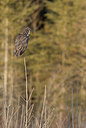 BUITEN BEELD Foto: 198432