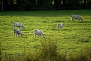 BUITEN BEELD Foto: 198439