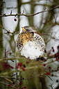 BUITEN BEELD Foto: 198447