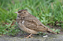 BUITEN BEELD Foto: 1043