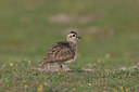 BUITEN BEELD Foto: 1101