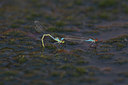 BUITEN BEELD Foto: 1194