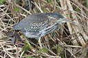 BUITEN BEELD Foto: 1342