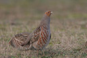BUITEN BEELD Foto: 1786