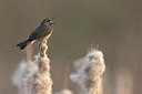 BUITEN BEELD Foto: 19010