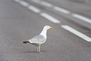 BUITEN BEELD Foto: 199051