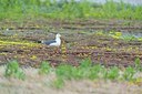 BUITEN BEELD Foto: 199113